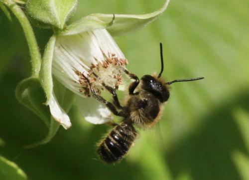Megachile sp.
